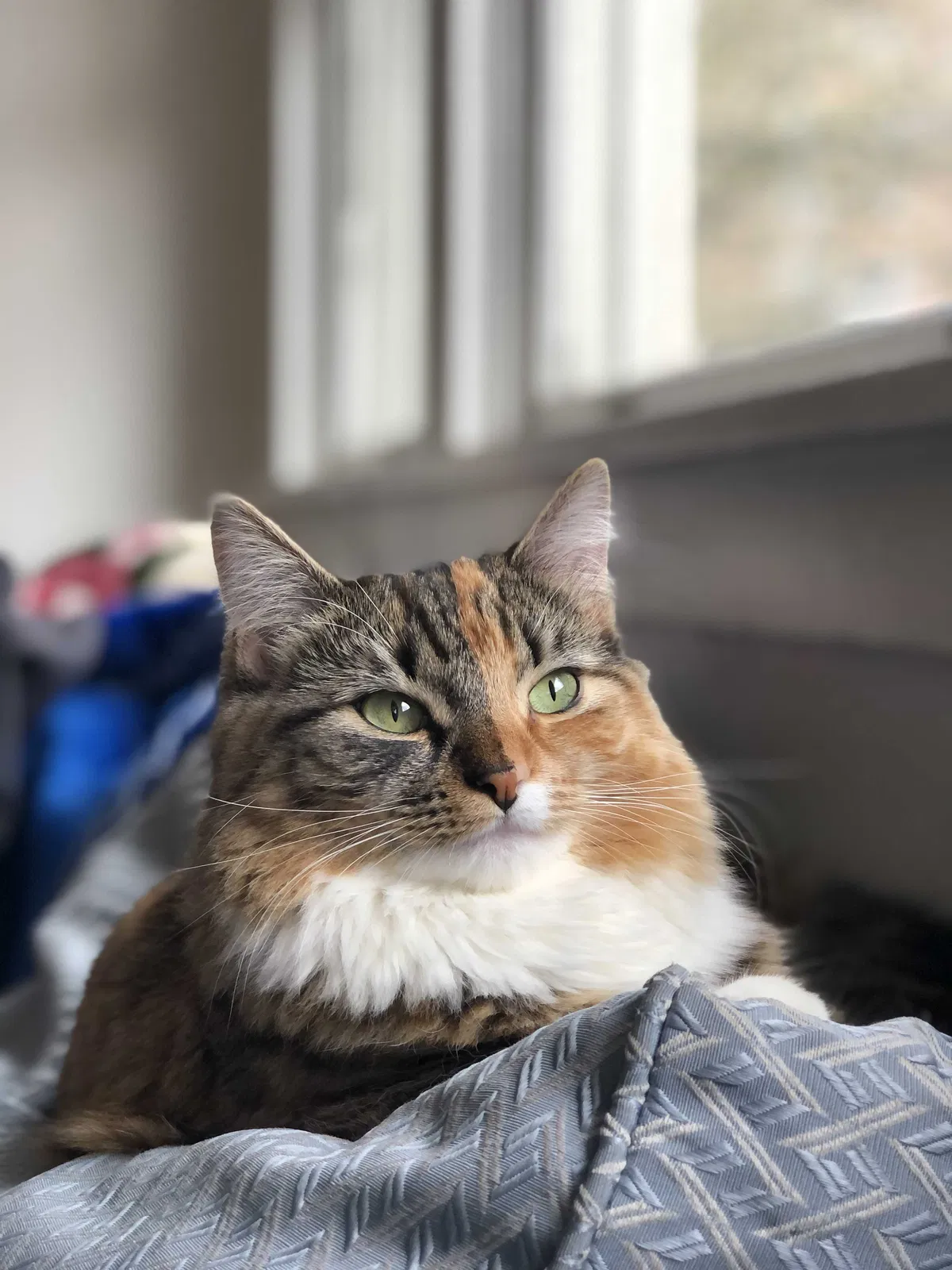 Lost cat in Portland, OR, 97209