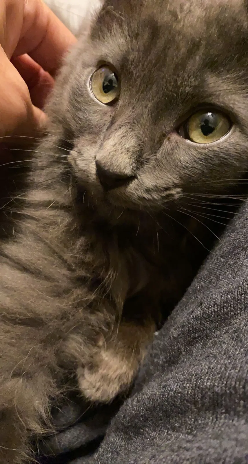 Lost cat in Milwaukee, WI, 53208