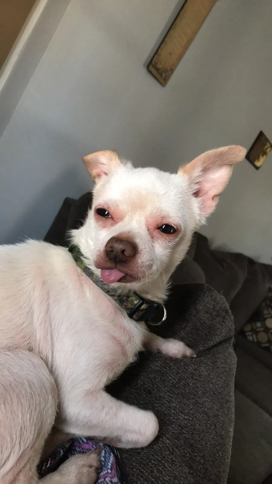 Lost dog in Adairsville, GA, 30103