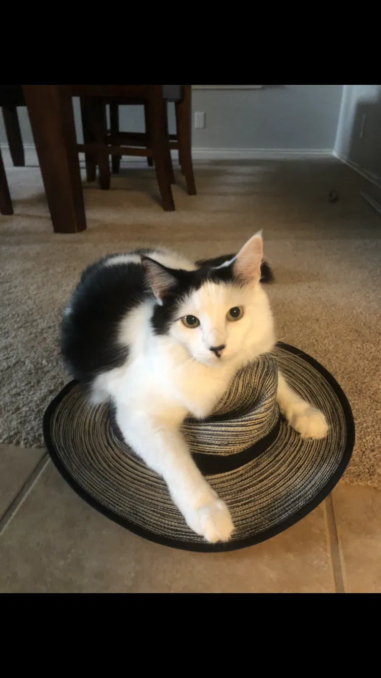 Lost cat in Cibolo, TX, 78108
