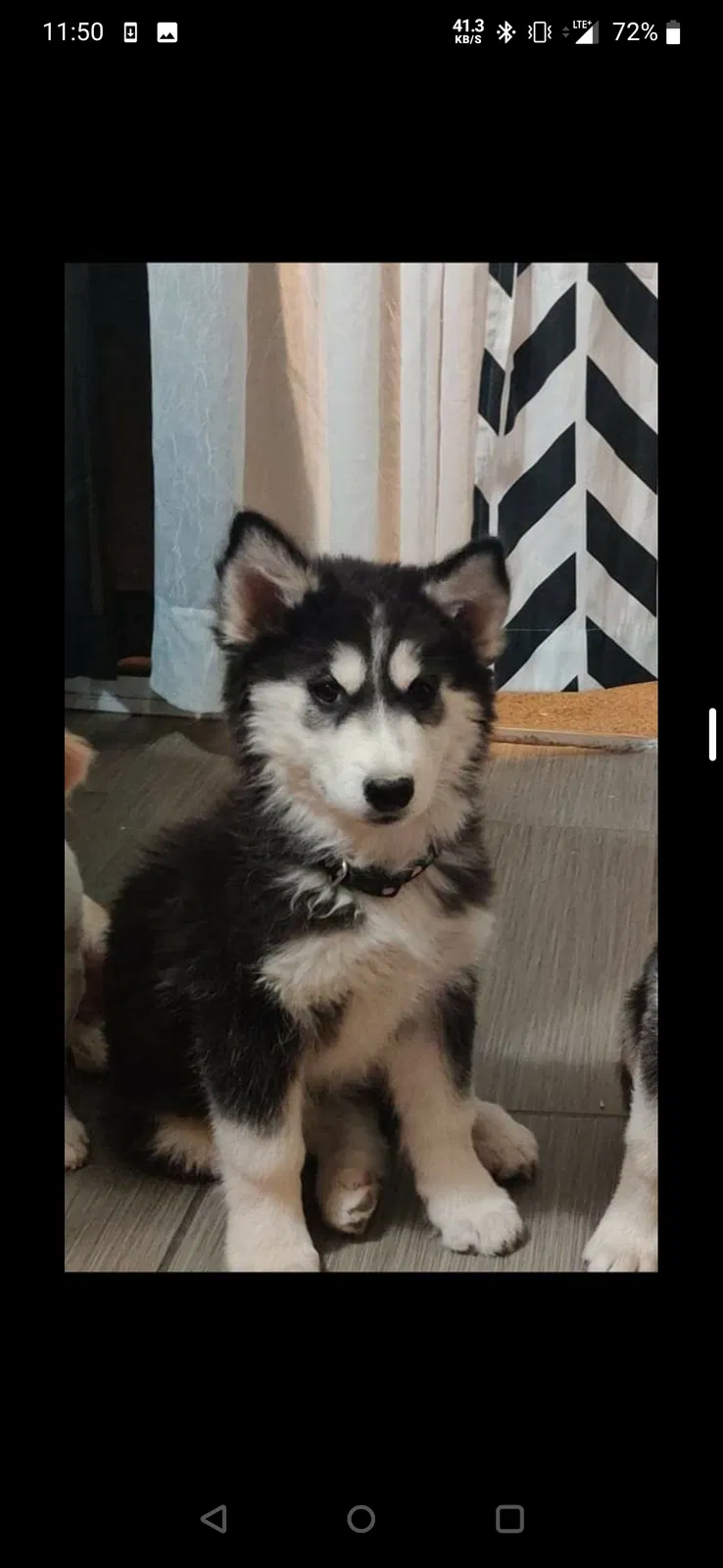 Lost dog in Tucson, AZ, 85706