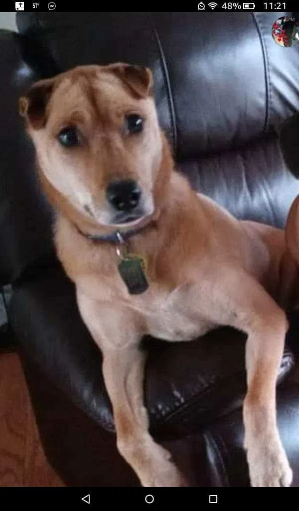 Lost dog in Hickory, NC, 28601