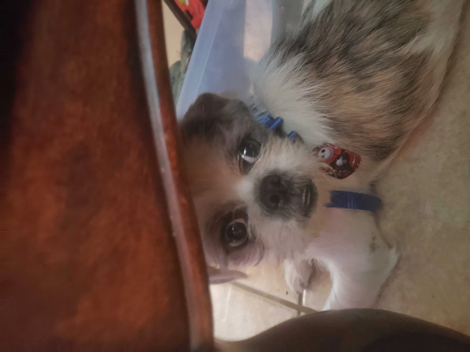 Lost dog in Casa Grande, AZ, 85122