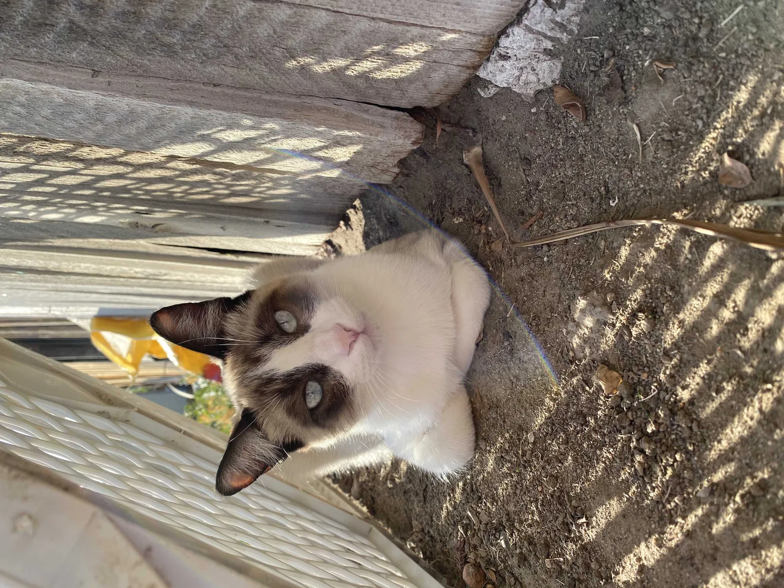 Lost cat in Bakersfield, CA, 93309