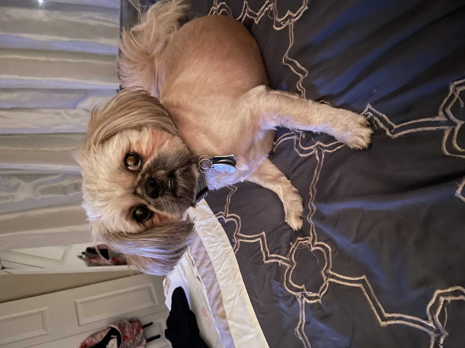 Lost dog in Vine Grove, KY, 40175