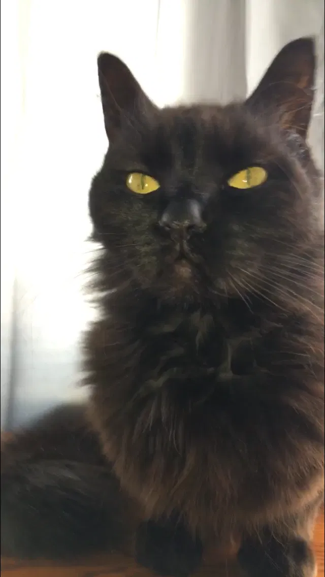 Lost cat in Bethlehem, PA, 18018