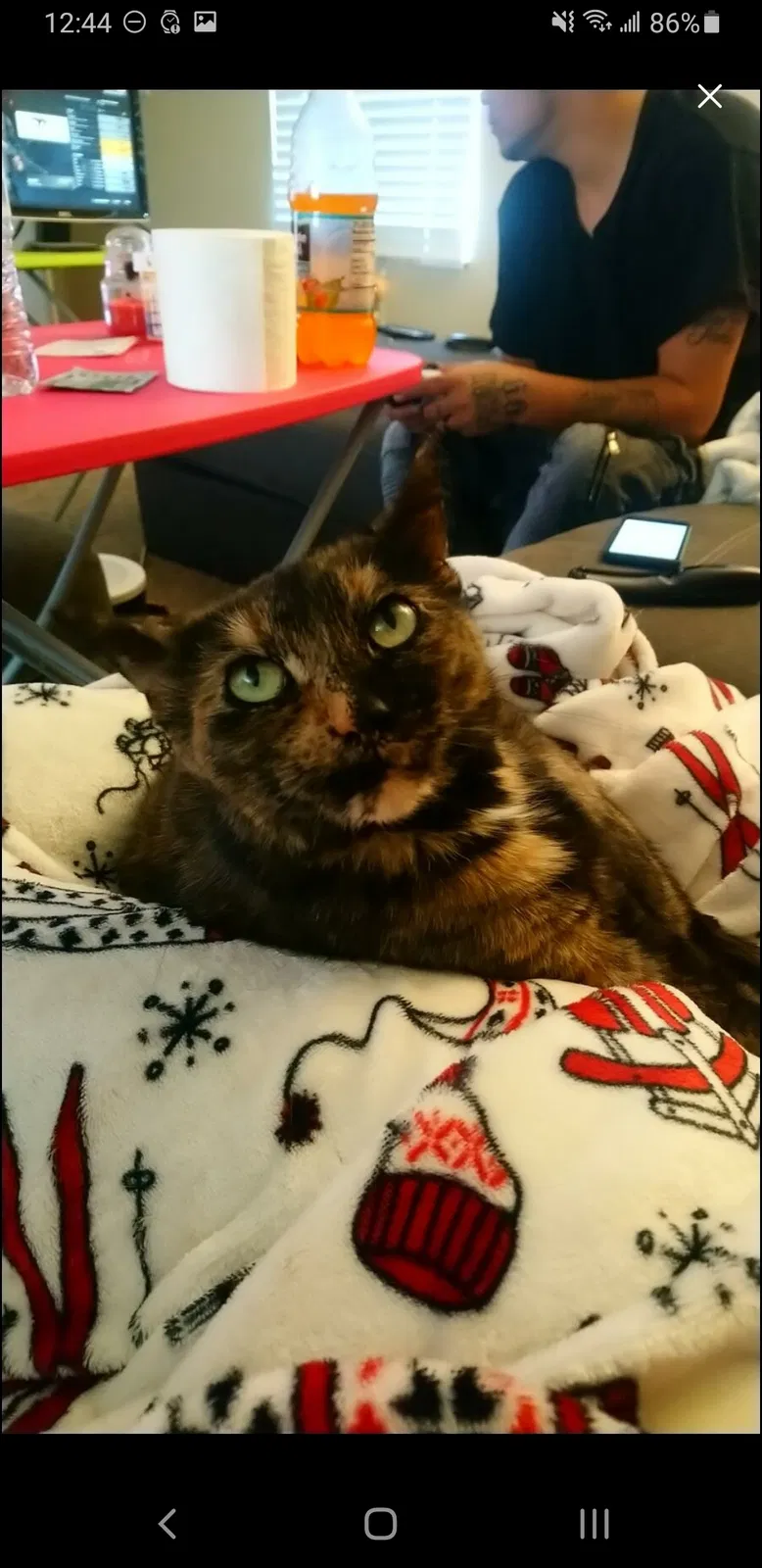 Lost cat in Milford, OH, 45150