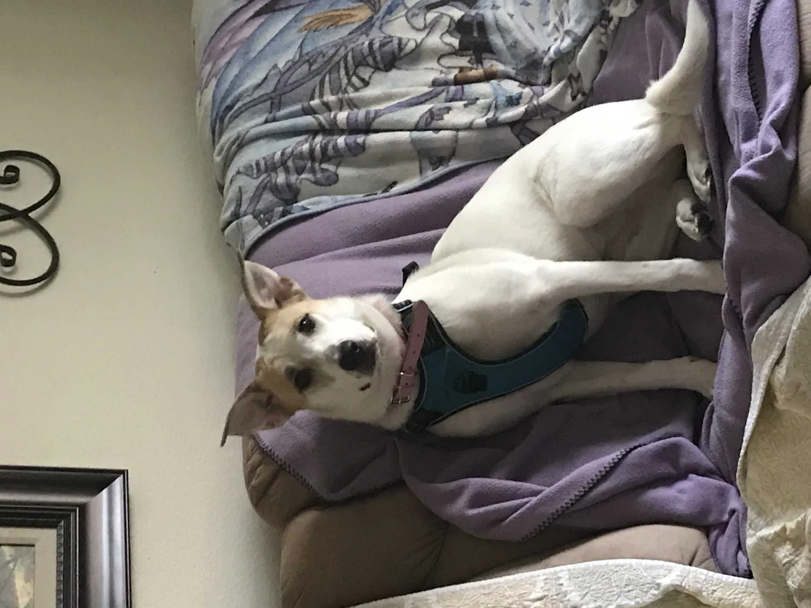 Lost dog in Henderson, NV, 89002