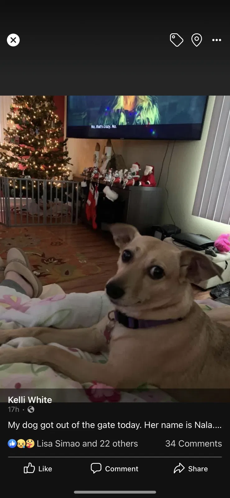 Lost dog in Modesto, CA, 95355