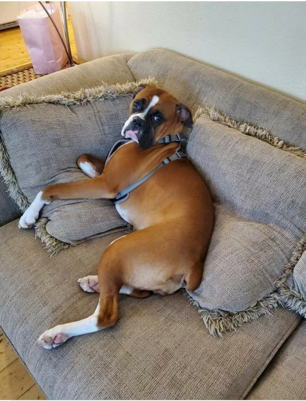 Lost dog in Salem, OR, 97306