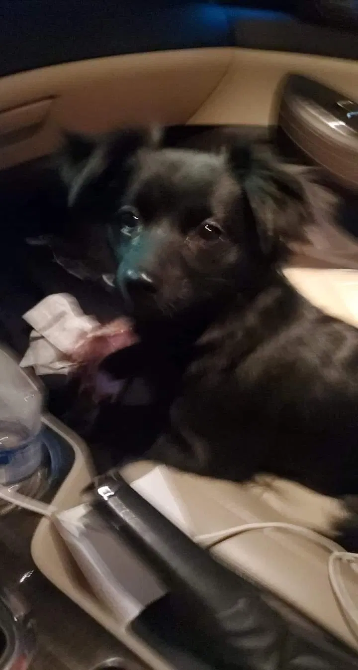 Lost dog in Hamilton, OH, 45013