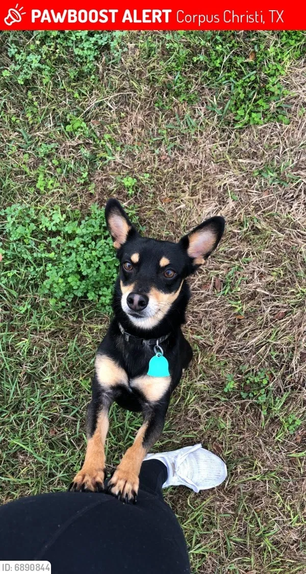 Lost dog in Corpus Christi, TX, 78416