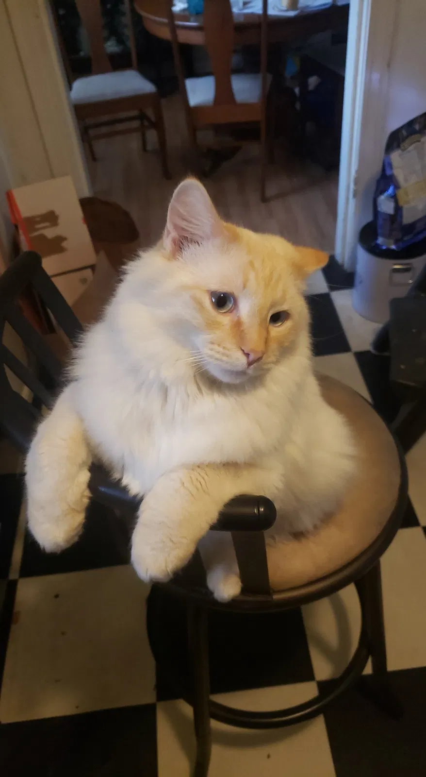 Lost cat in North Little Rock, AR, 72116