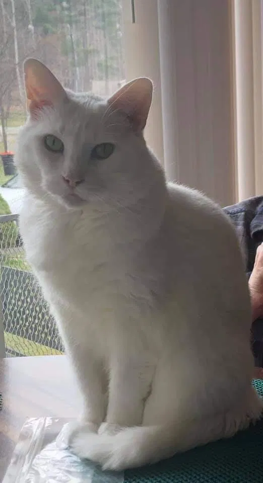 Lost cat in Newark, OH, 43055