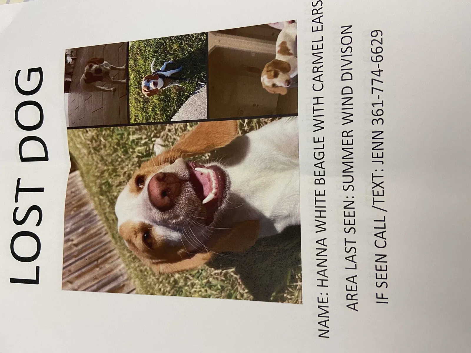 Lost dog in Corpus Christi, TX, 78413