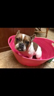 Lost dog in Stevinson, CA, 95374