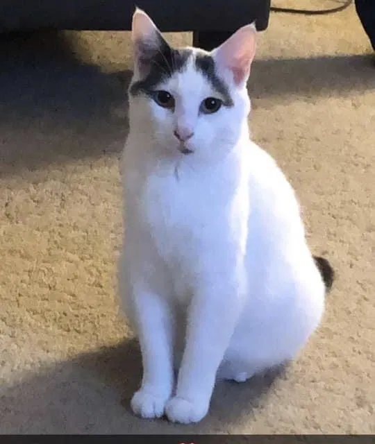 Lost cat in Neenah, WI, 54956