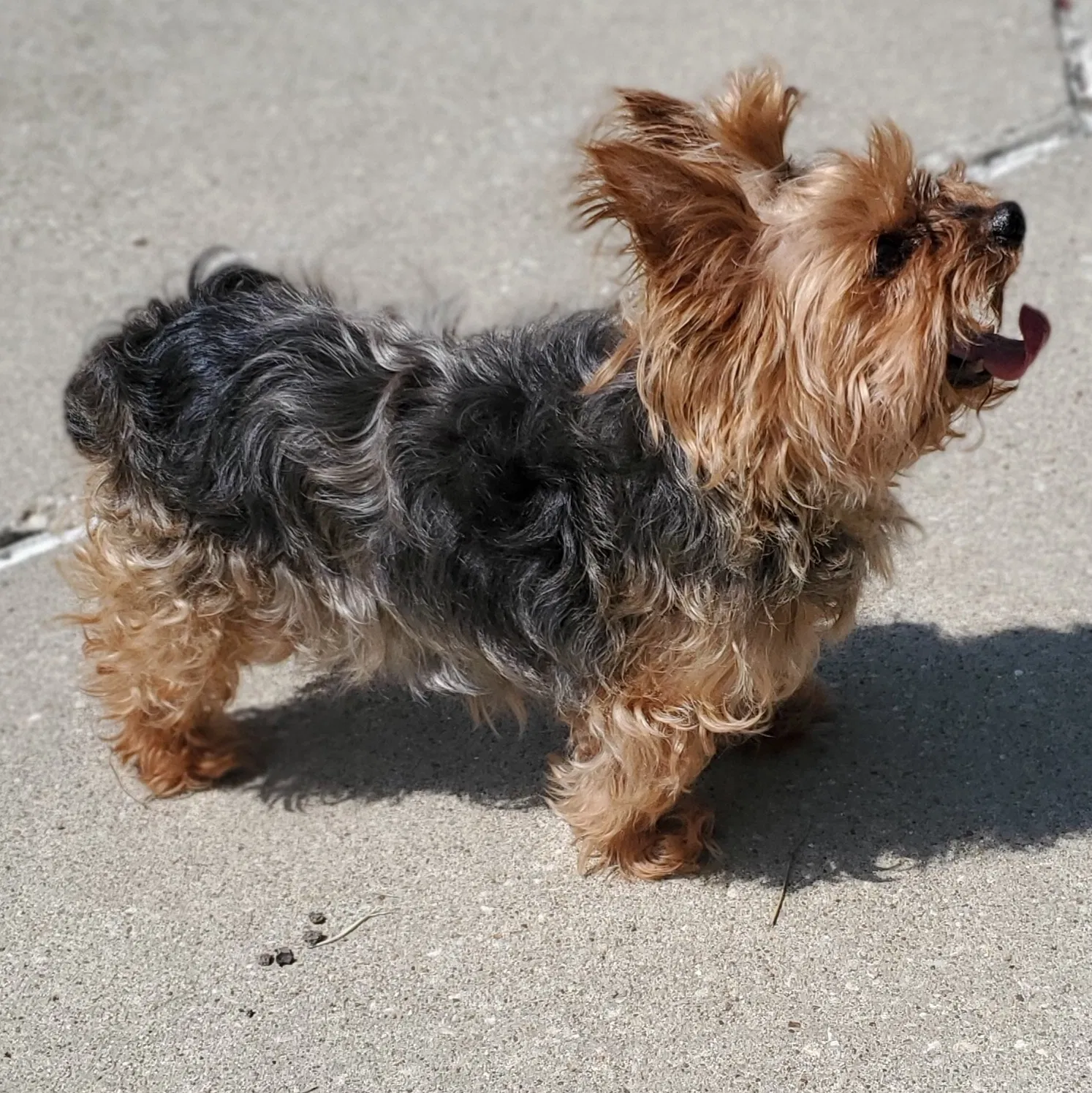 Lost dog in Dallas, TX, 75230