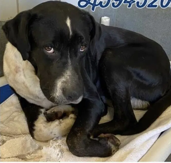 Lost dog in San Antonio, TX, 78245
