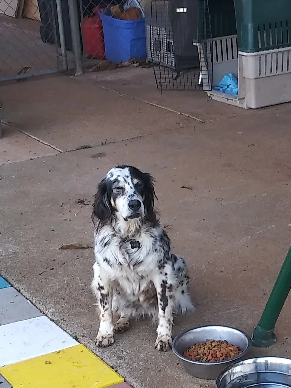 Lost dog in Huntsville, AL, 35811