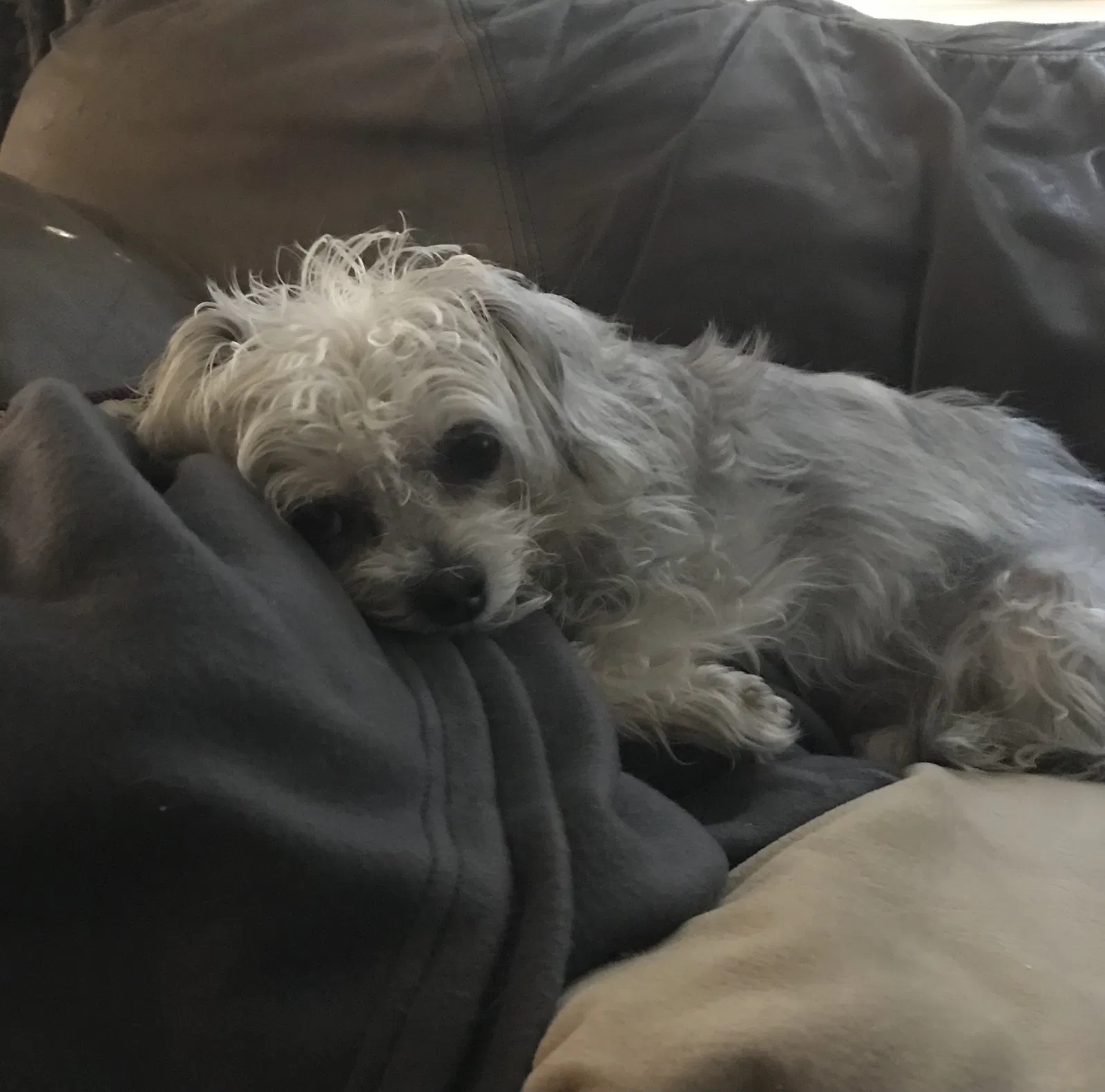 Lost dog in Wichita Falls, TX, 76307