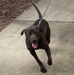 Lost dog in Paducah, KY, 42003