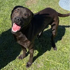 Lost dog in Chattanooga, TN, 37412