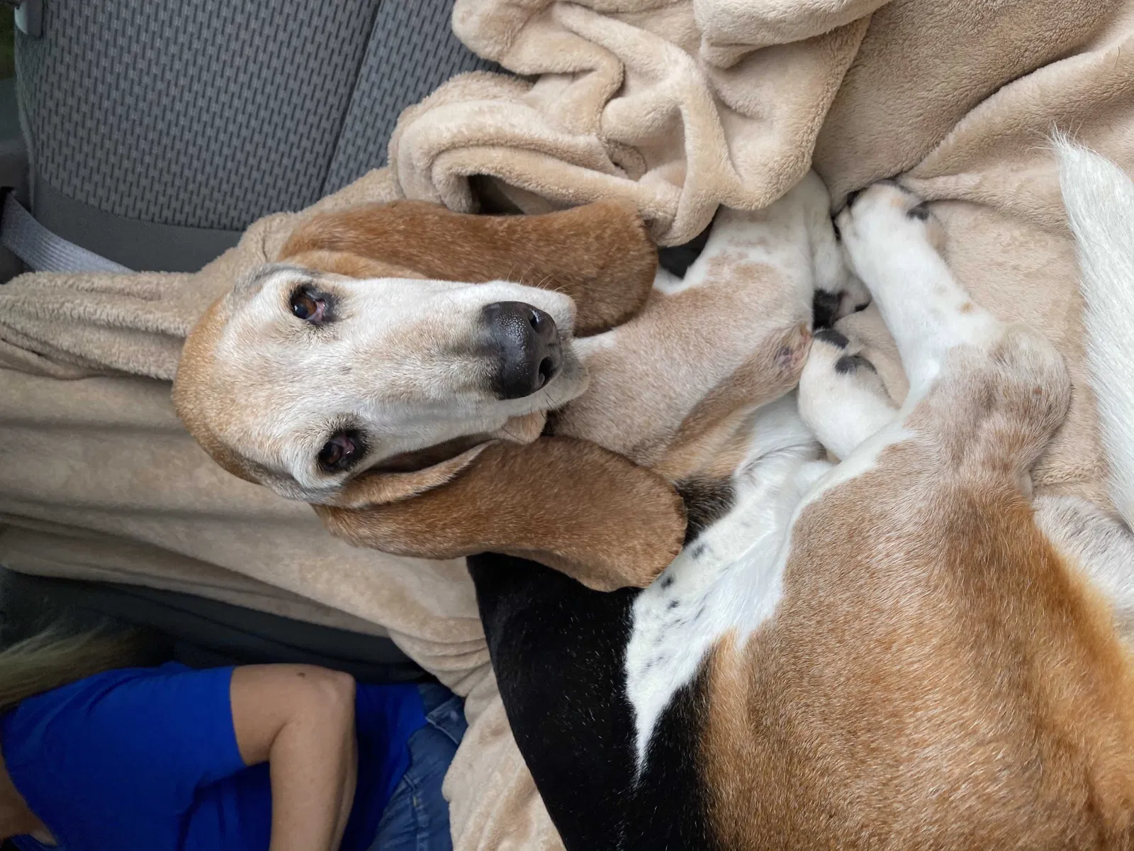 Lost dog in Port Charlotte, FL, 33952