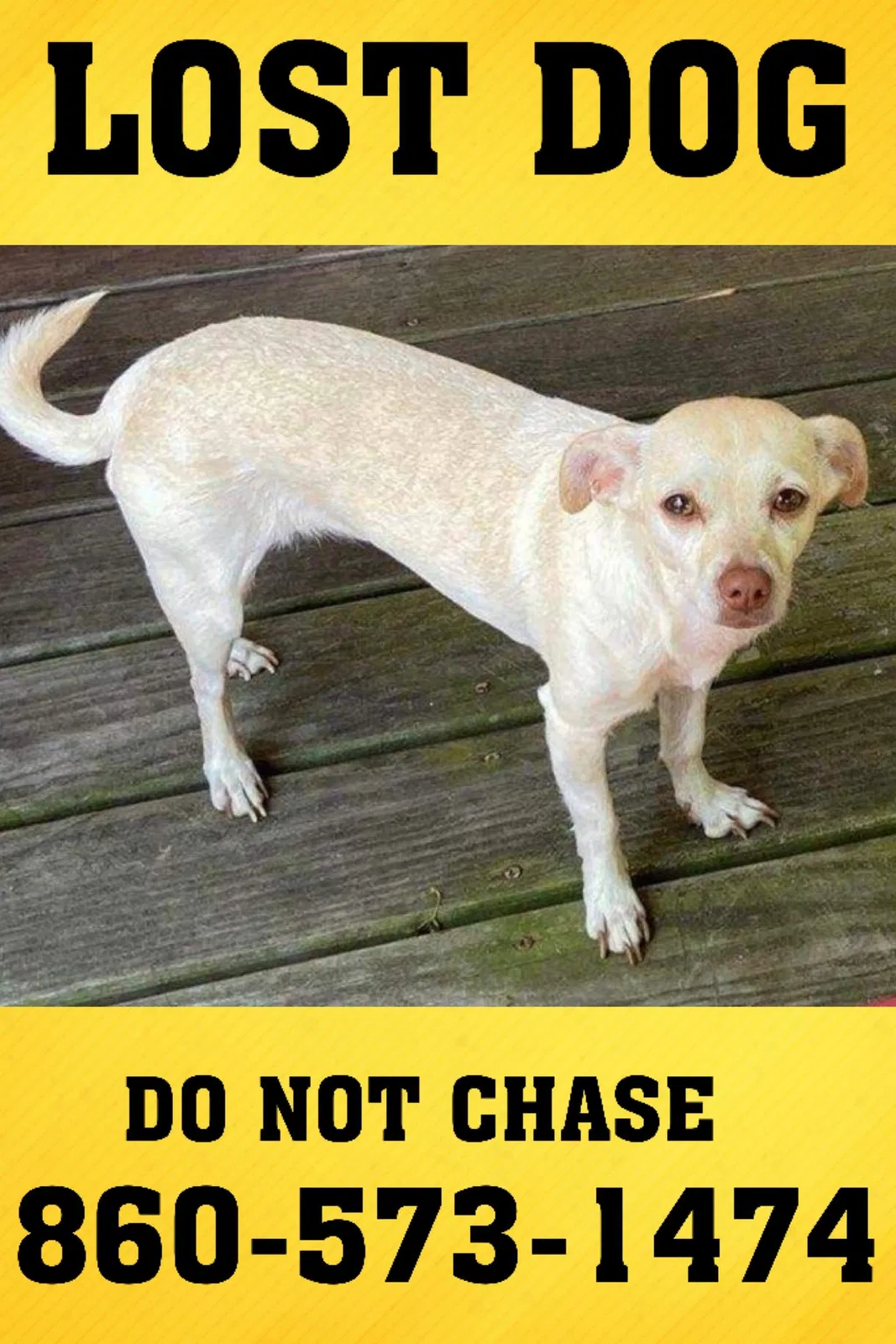 Lost dog in East Hartford, CT, 6118