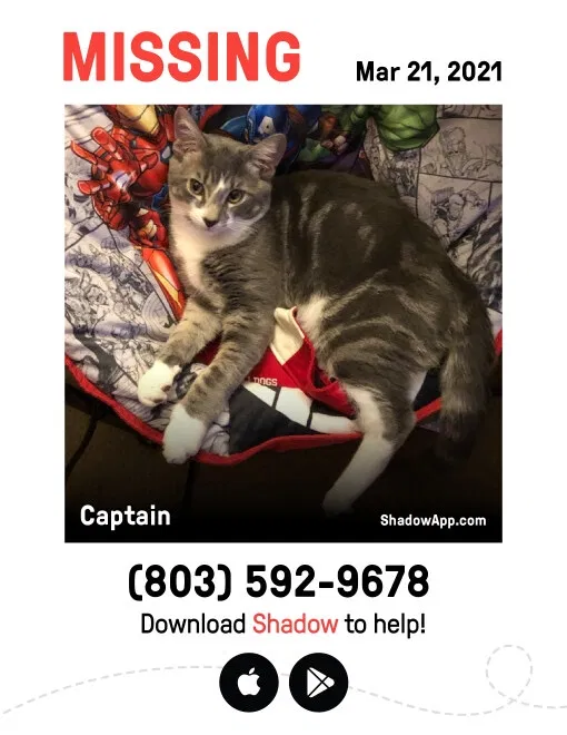 Lost cat in Augusta, GA, 30909