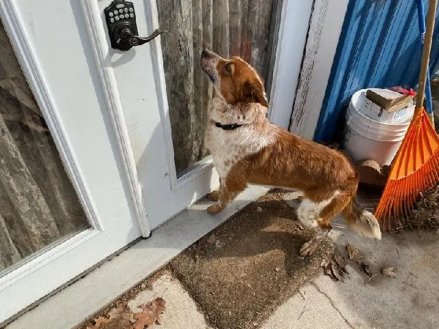Lost dog in River Falls, WI, 54022