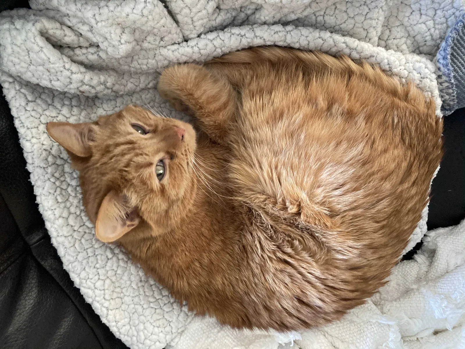Lost cat in Bothell, WA, 98011