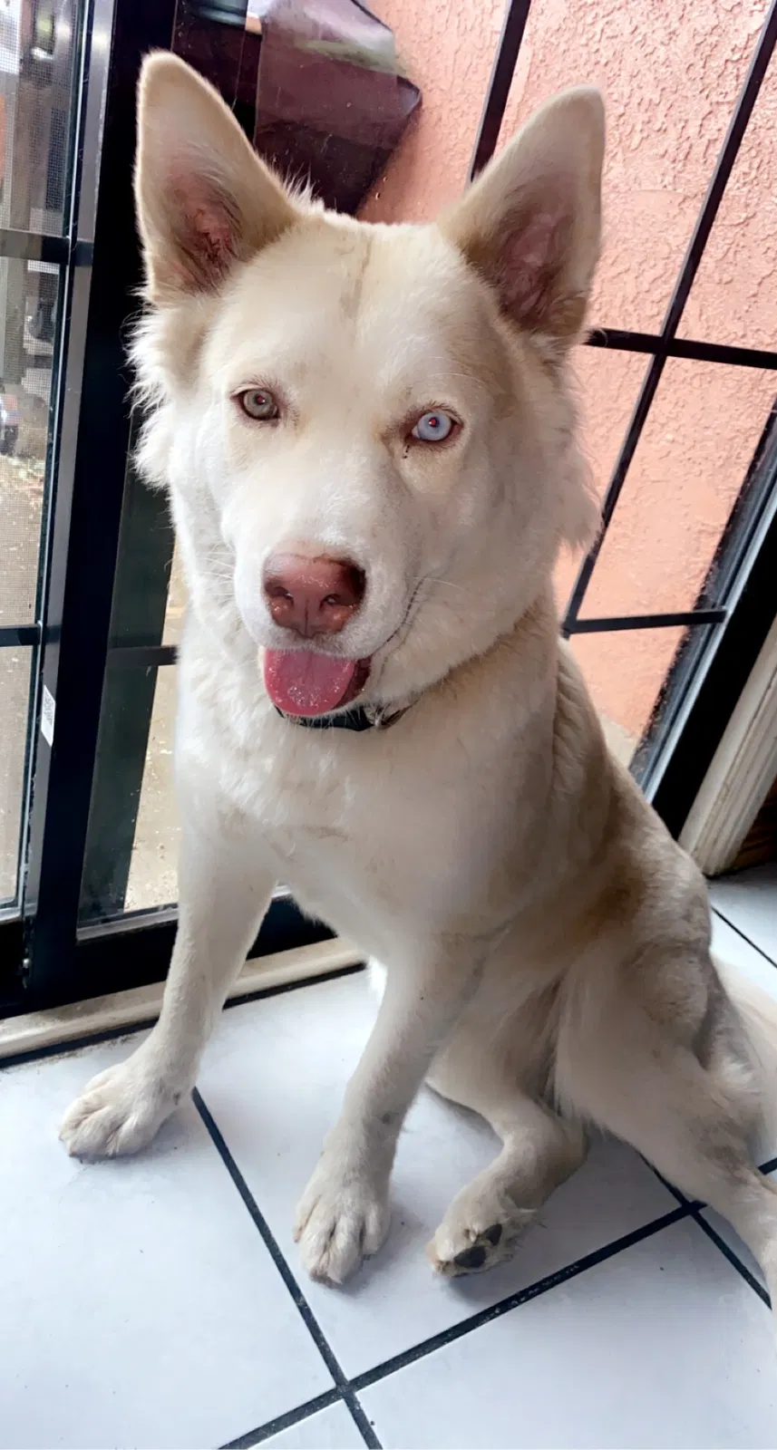 Lost dog in Cathedral City, CA, 92234