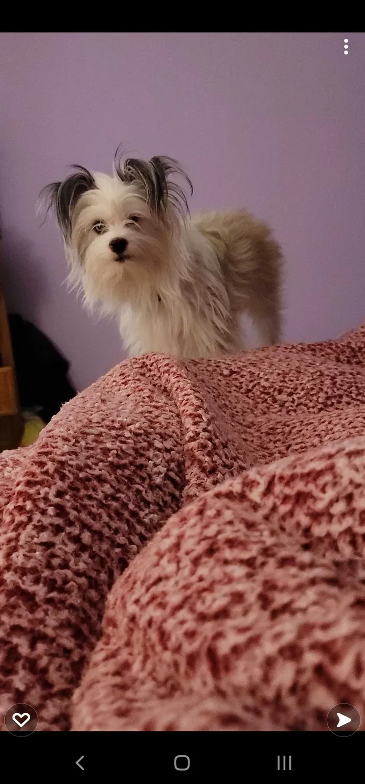 Lost dog in Sparta, WI, 54656