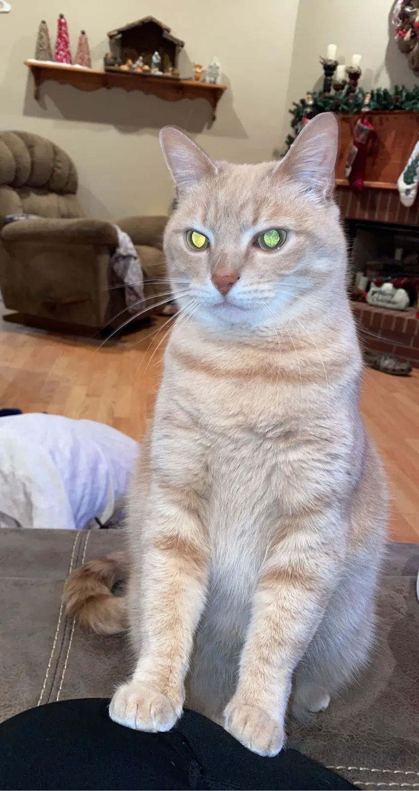 Lost cat in Wilmer, AL, 36587