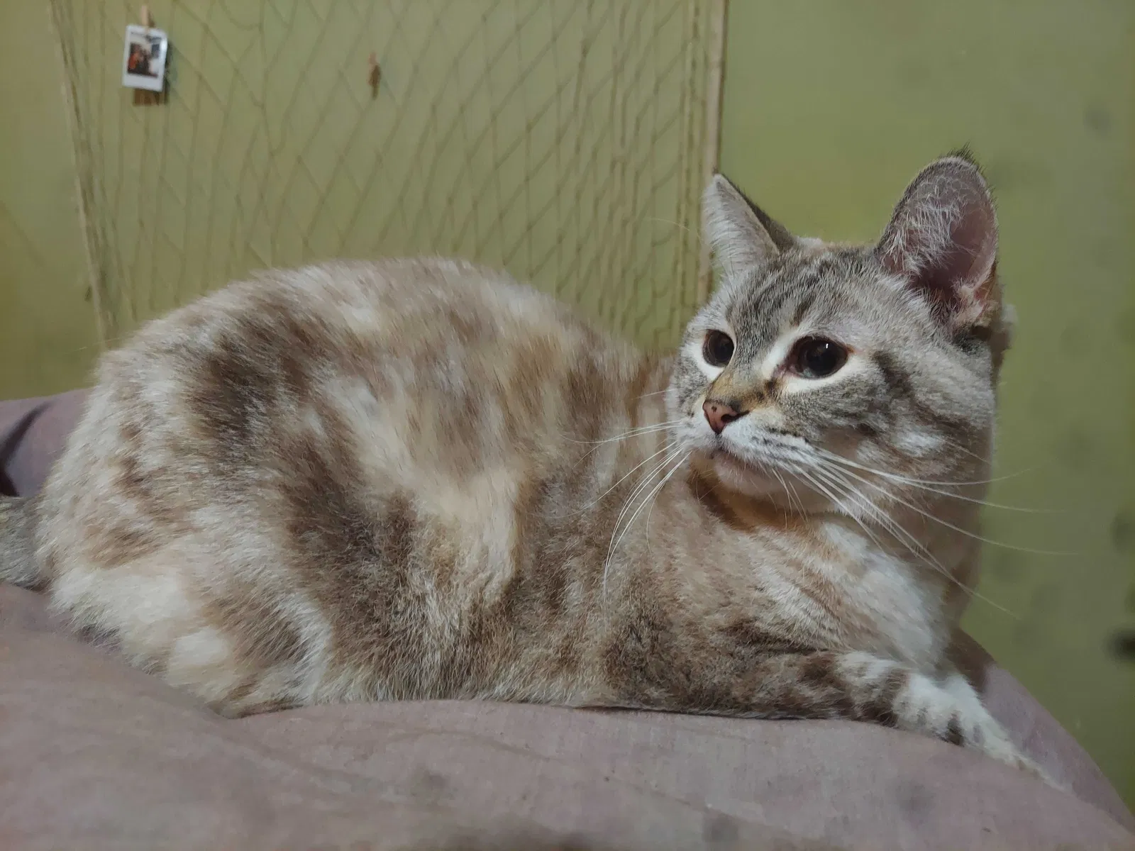 Lost cat in Atkinson, NC, 28421