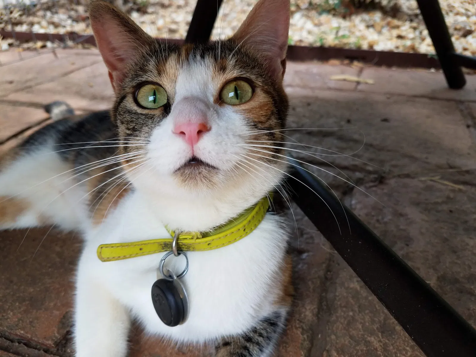 Lost cat in Haw River, NC, 27258
