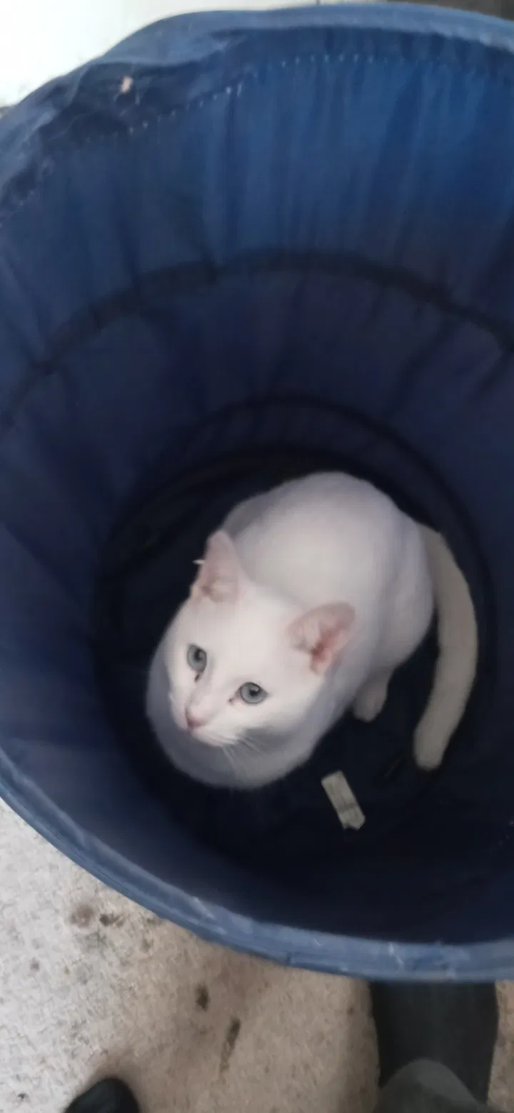 Lost cat in Charleston, WV, 25302