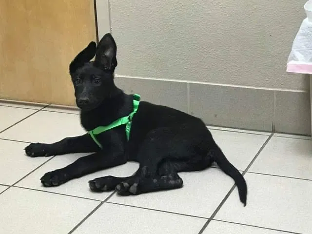 Lost dog in Prattville, AL, 36066