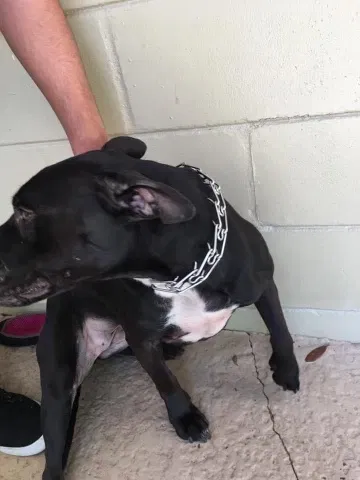 Lost dog in Gainesville, FL, 32606