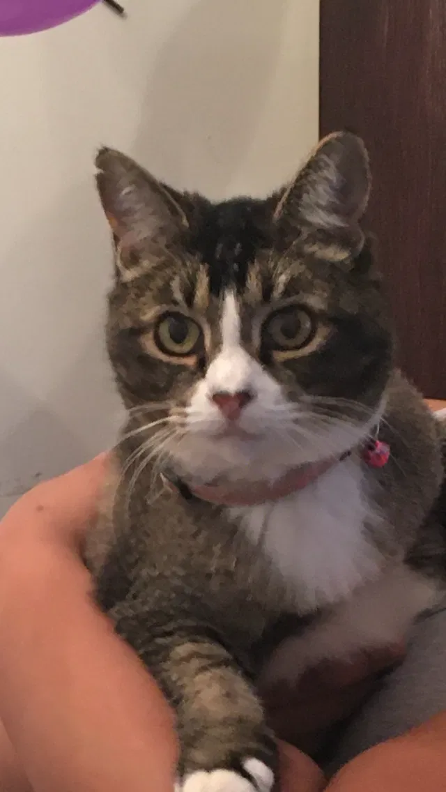 Lost cat in Charlotte, NC, 28273