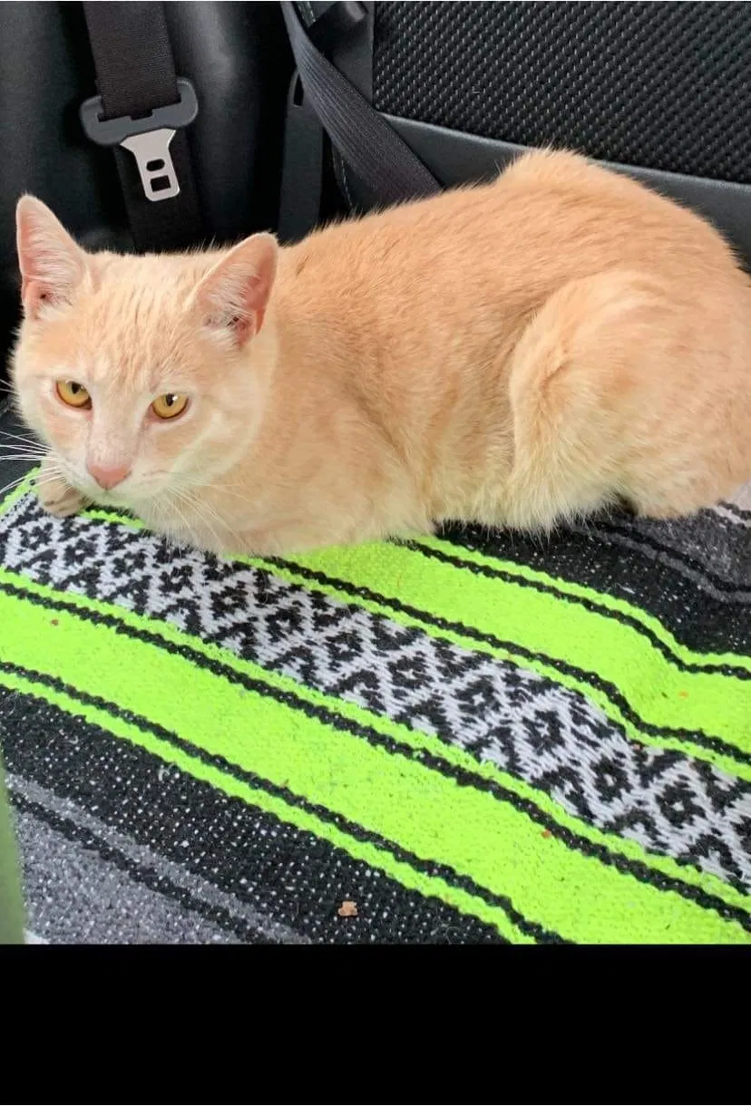 Lost cat in Kannapolis, NC, 28081