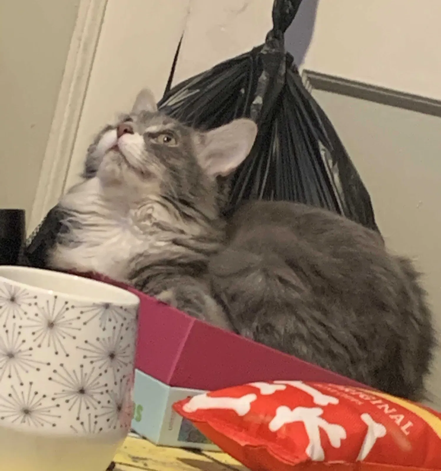 Lost cat in Columbus, OH, 43204
