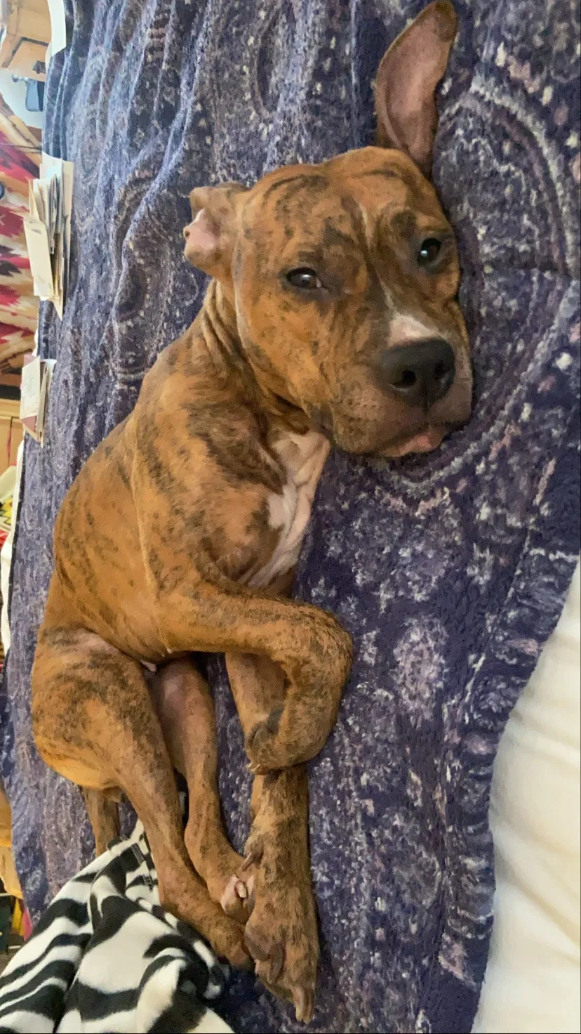 Lost dog in Los Angeles, CA, 90008