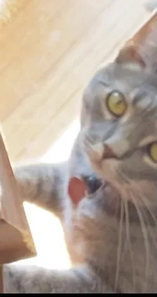 Lost cat in Hammonton, NJ, 8037