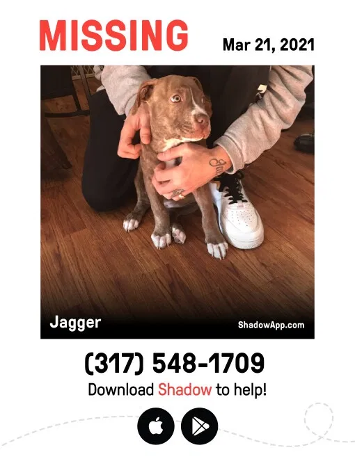 Lost dog in Indianapolis, IN, 46203