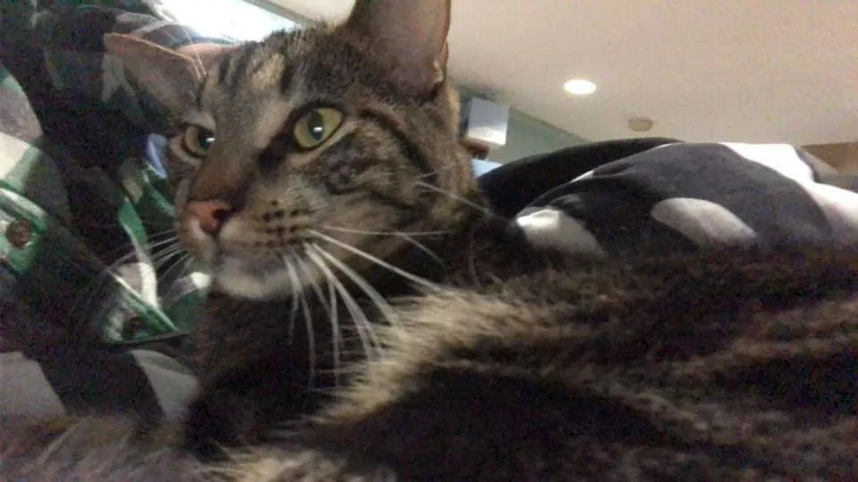 Lost cat in Huntington Station, NY, 11746