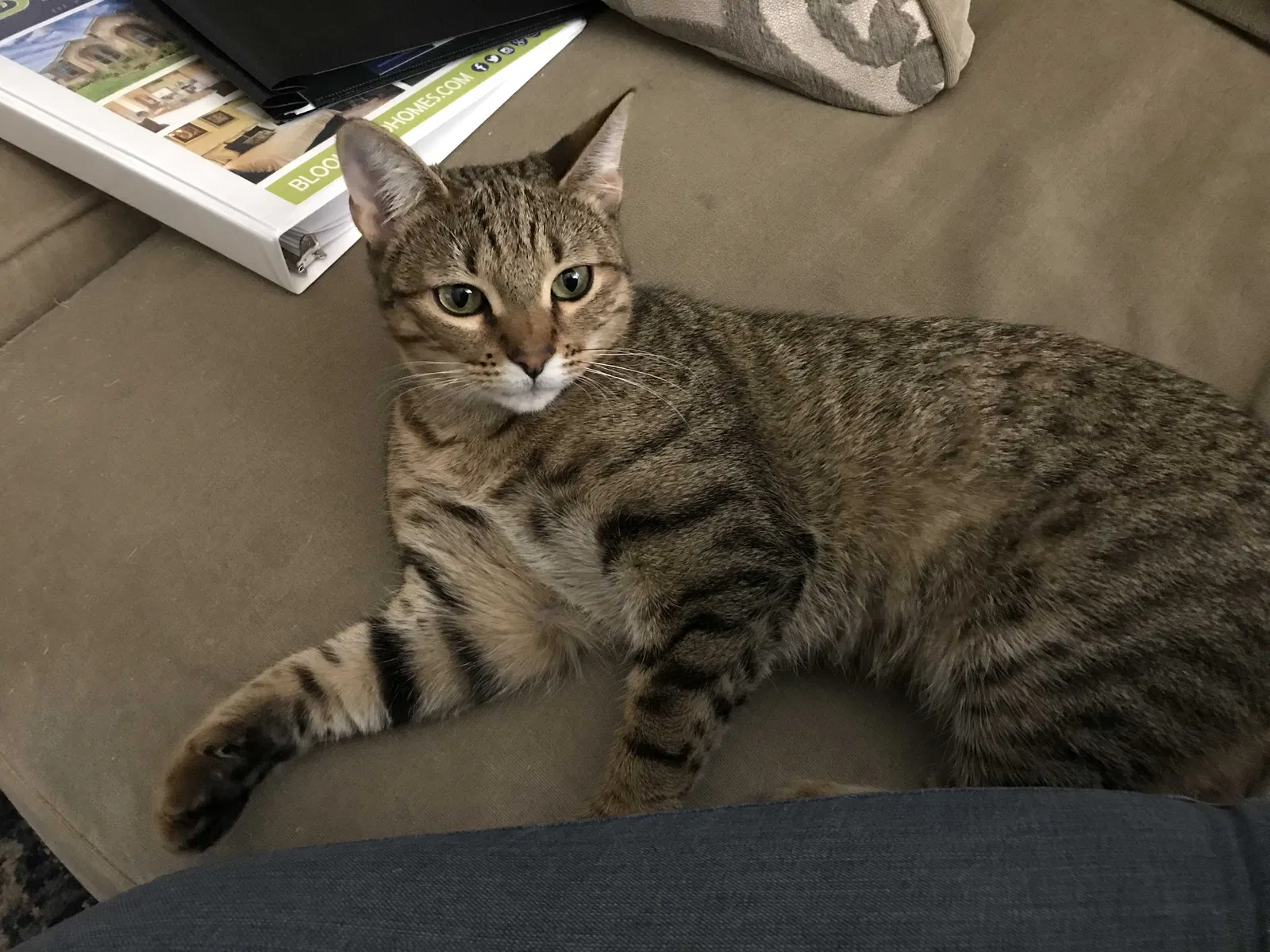 Lost cat in Rockwall, TX, 75087