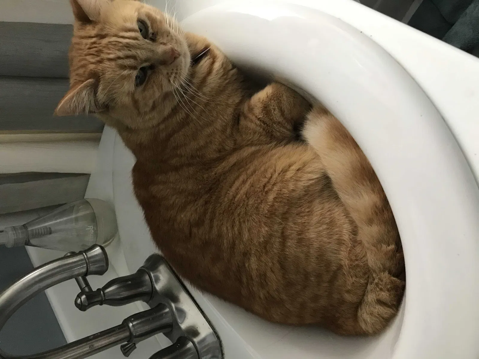 Lost cat in El Cajon, CA, 92020