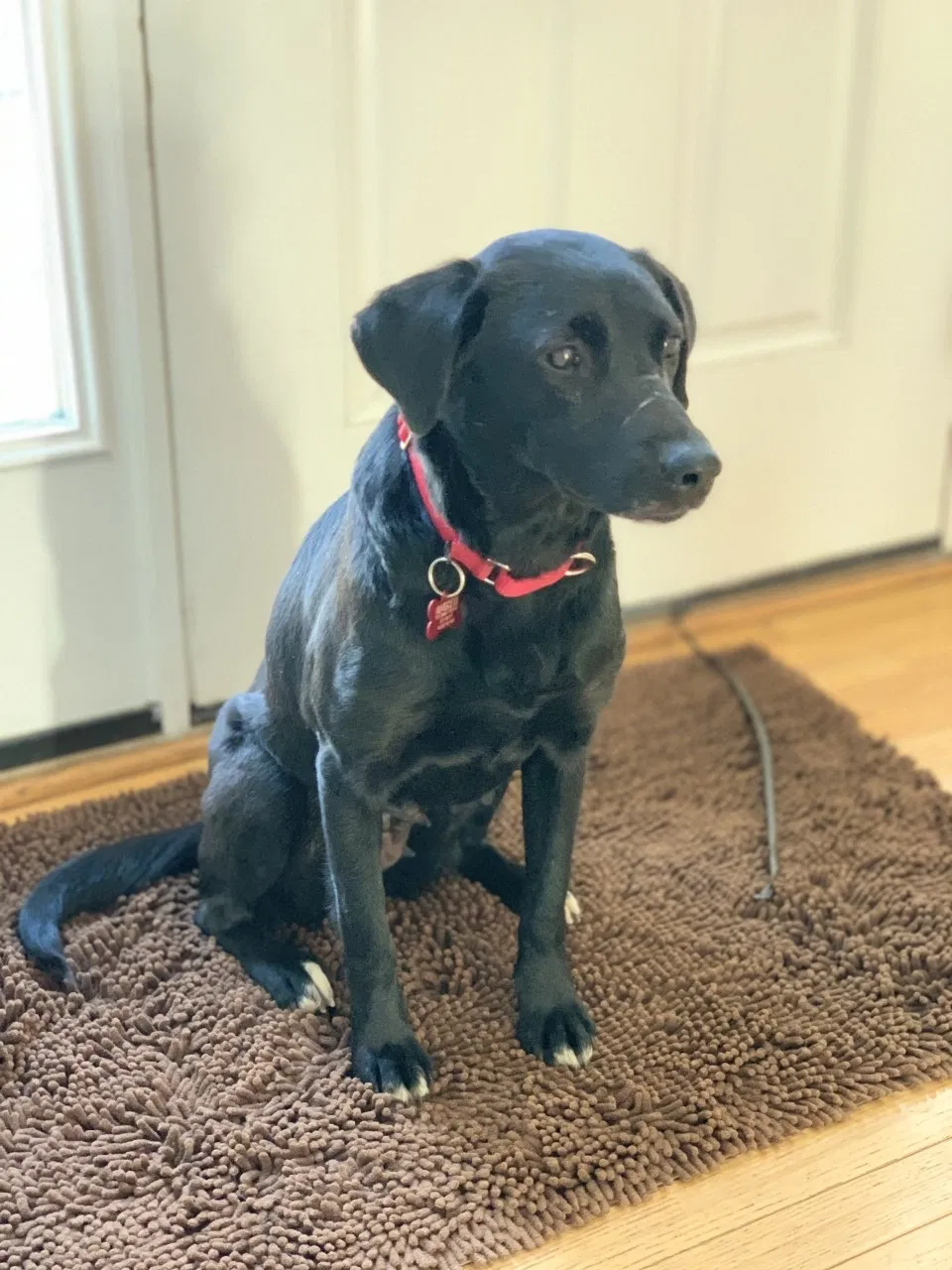 Lost dog in Purcellville, VA, 20132